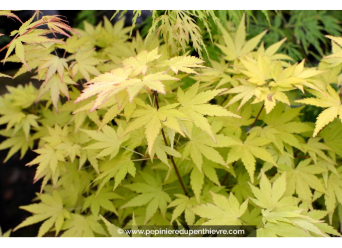 ACER palmatum 'Orange Dream' ACER palmatum 'Orange Dream'