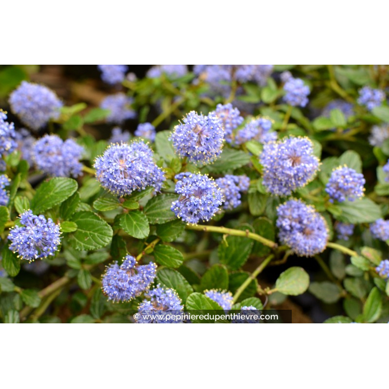 CEANOTHUS thyrsiflorus 'Repens'
