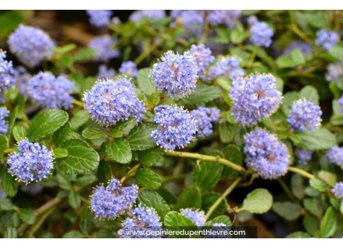 CEANOTHUS thyrsiflorus 'Repens'