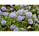 CEANOTHUS thyrsiflorus 'Repens'