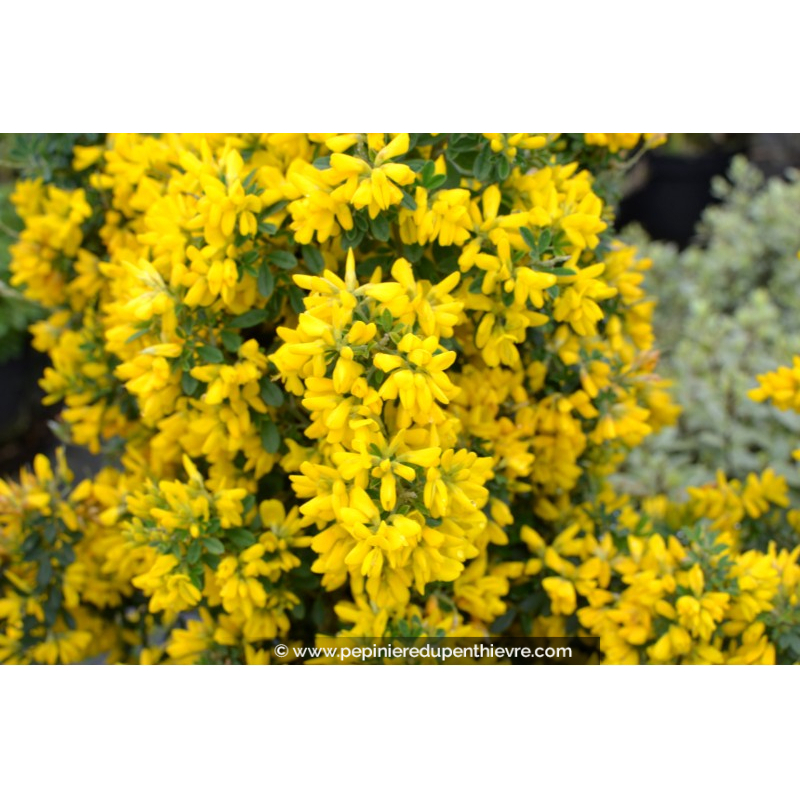 GENISTA 'Porlock'
