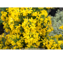 GENISTA 'Porlock' GENISTA 'Porlock'