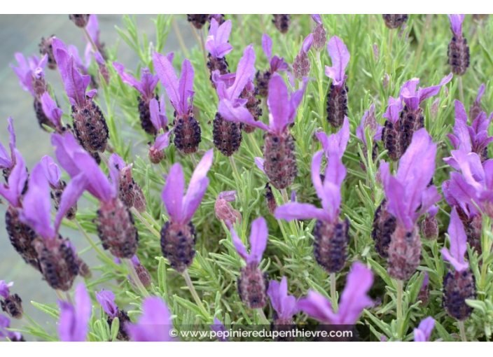LAVANDULA stoechas 'Pedunculata'