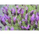 LAVANDULA stoechas 'Pedunculata'