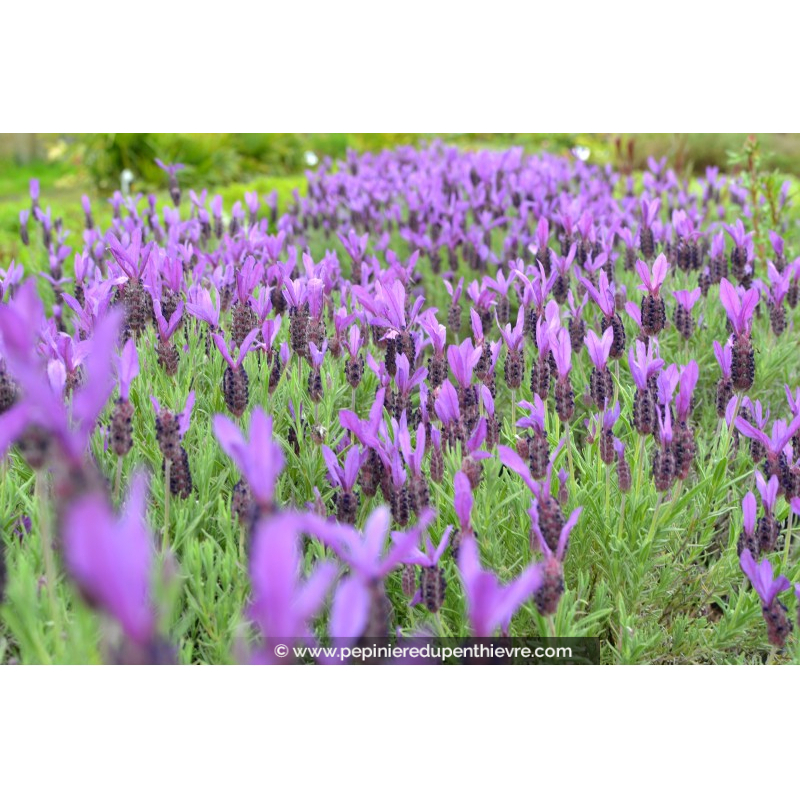 LAVANDULA stoechas 'Pedunculata'