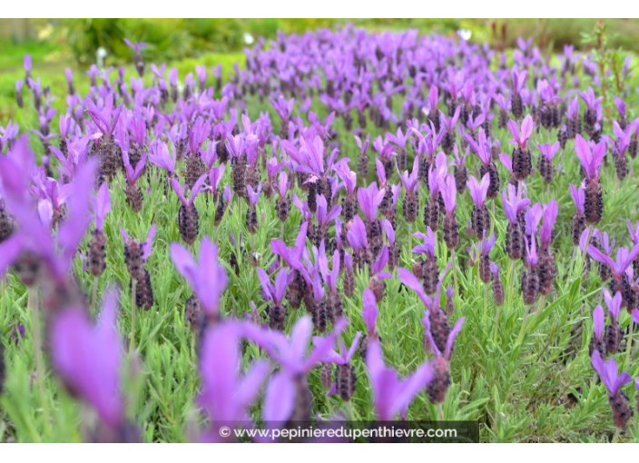 LAVANDULA stoechas 'Pedunculata'