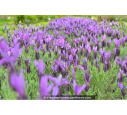 LAVANDULA stoechas 'Pedunculata'