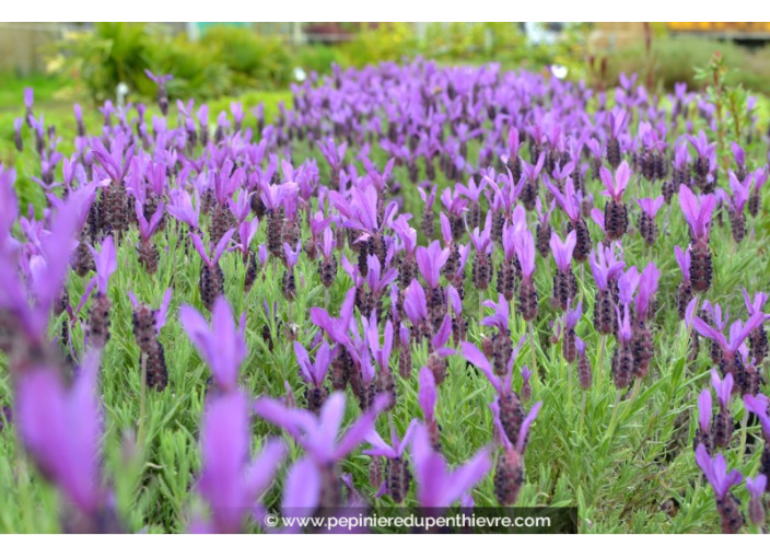 LAVANDULA stoechas 'Pedunculata'