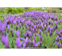LAVANDULA stoechas 'Pedunculata'