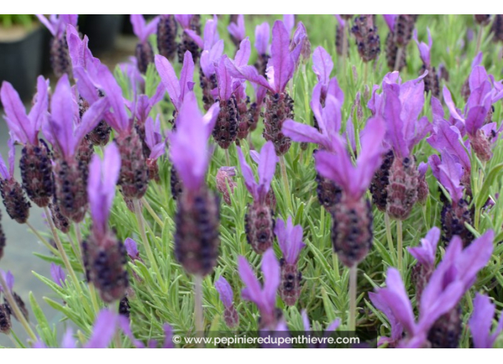 LAVANDULA stoechas 'Pedunculata'