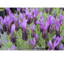 LAVANDULA stoechas 'Pedunculata'