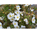 POTENTILLA fruticosa 'Abbotswood'