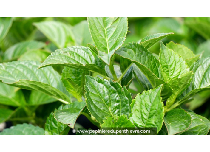 HYDRANGEA macrophylla 'Yola'