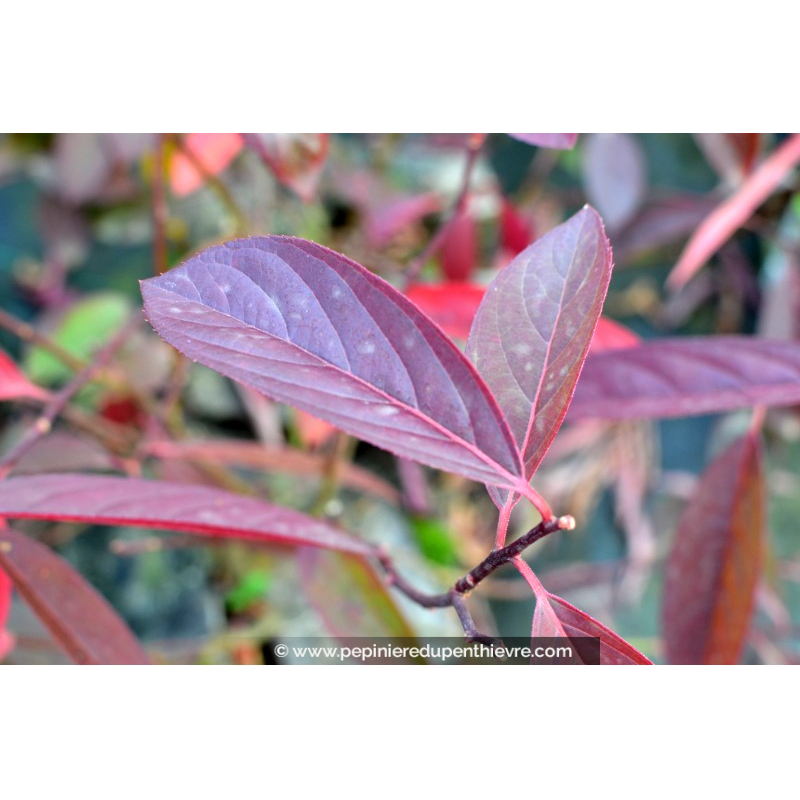 ITEA virginica 'Henry's Garnet'
