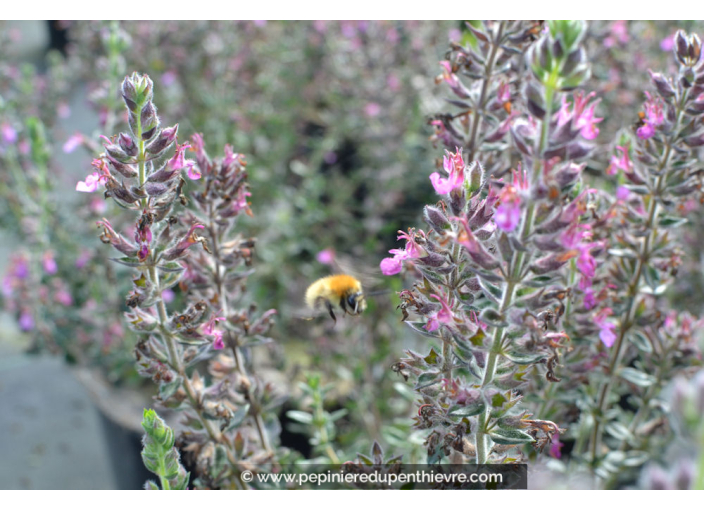 TEUCRIUM chamaedrys