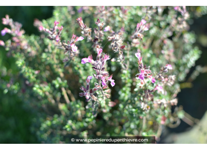 TEUCRIUM chamaedrys