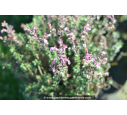 TEUCRIUM chamaedrys