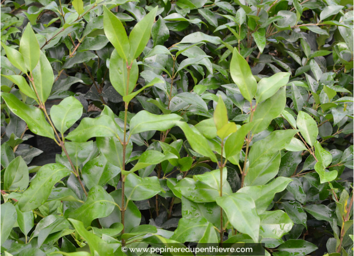 LIGUSTRUM japonicum 'Texanum'
