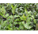 LIGUSTRUM japonicum 'Texanum'