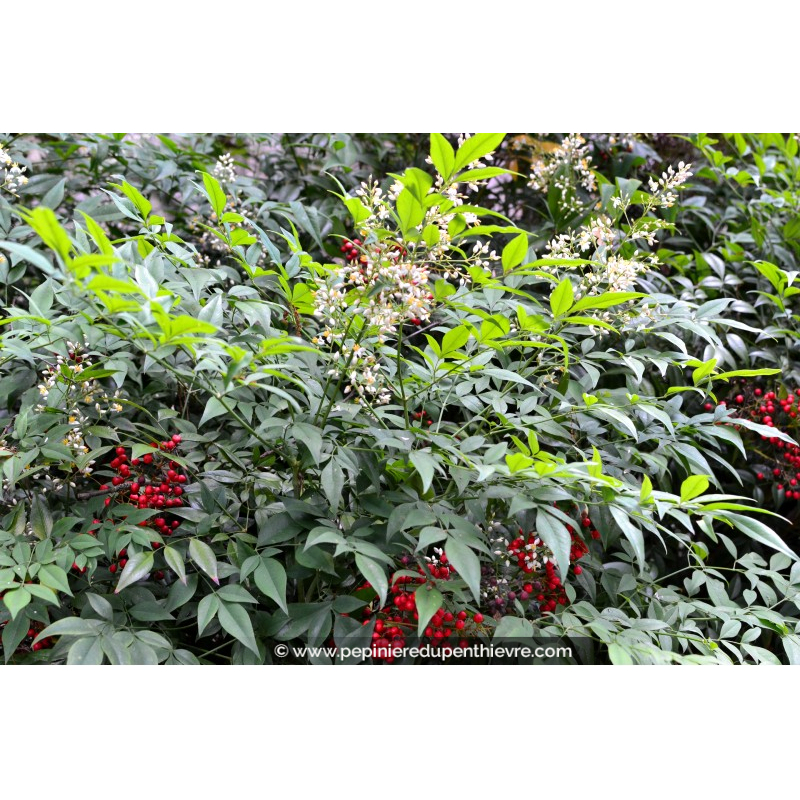 NANDINA domestica