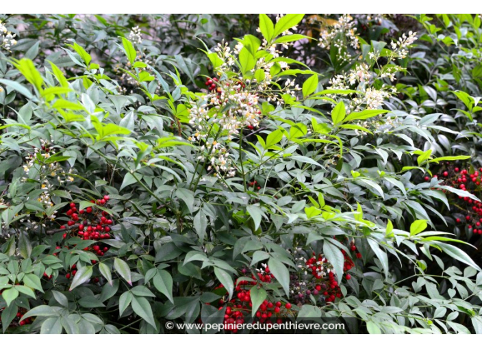 NANDINA domestica