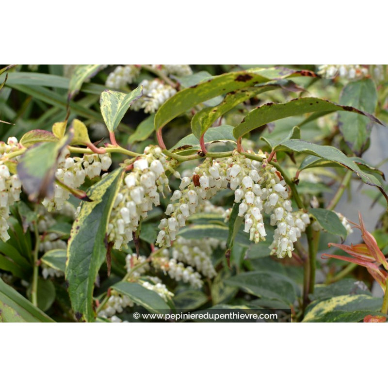 LEUCOTHOE fontanesiana 'Rainbow'