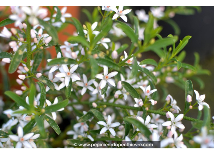 ERIOSTEMON myoporoides ERIOSTEMON myoporoides