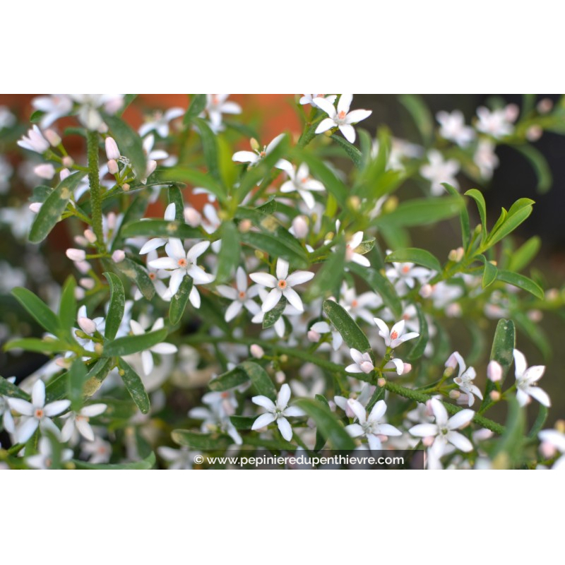 ERIOSTEMON myoporoides