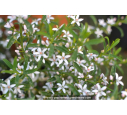 ERIOSTEMON myoporoides ERIOSTEMON myoporoides