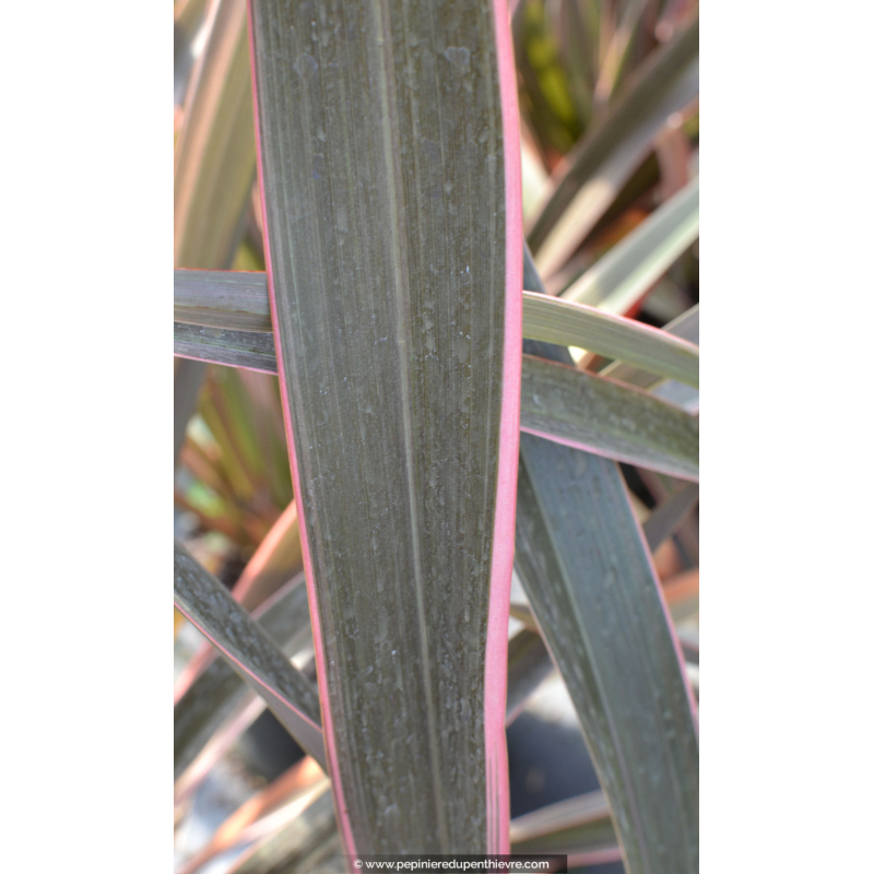PHORMIUM tenax 'Pink Stripe'