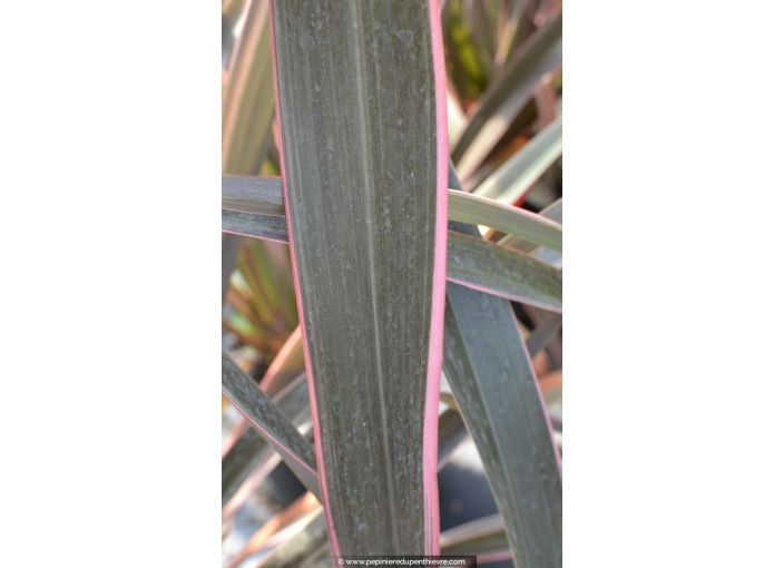 PHORMIUM tenax 'Pink Stripe'