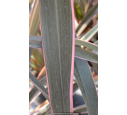 PHORMIUM tenax 'Pink Stripe'