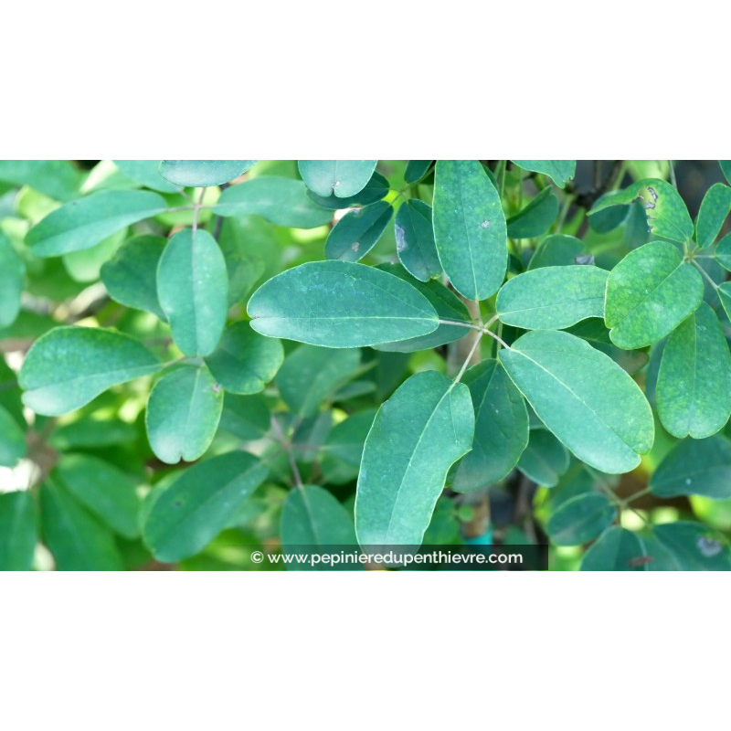 AKEBIA quinata