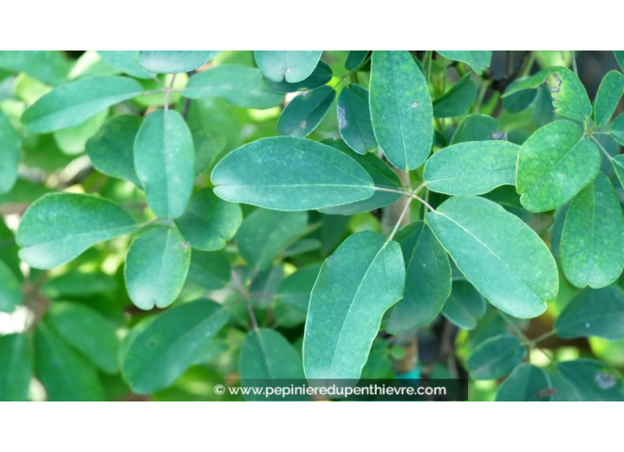 Akebia à Cinq Feuilles Alba – Plante Grimpante Vivace, Fleurs Parfumées, Fruits Comestibles | Conteneur 1L