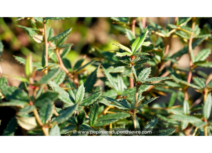 BERBERIS julianae BERBERIS julianae