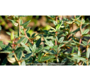 BERBERIS julianae BERBERIS julianae