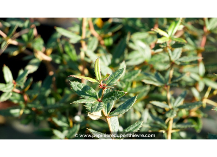 BERBERIS julianae BERBERIS julianae