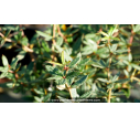 BERBERIS julianae BERBERIS julianae