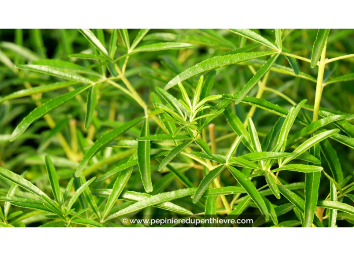 CHOISYA x 'Aztec Pearl'