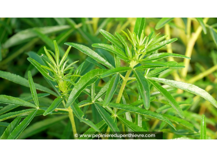 CHOISYA x 'Aztec Pearl'