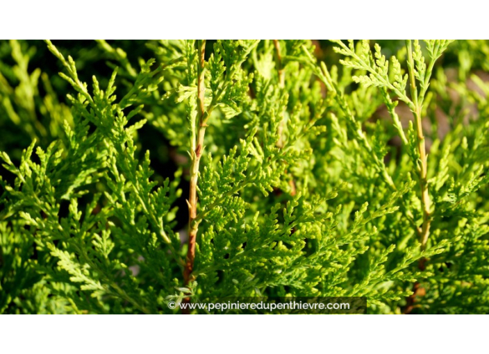 CUPRESSOCYPARIS leylandii 'Castlewellan Gold'