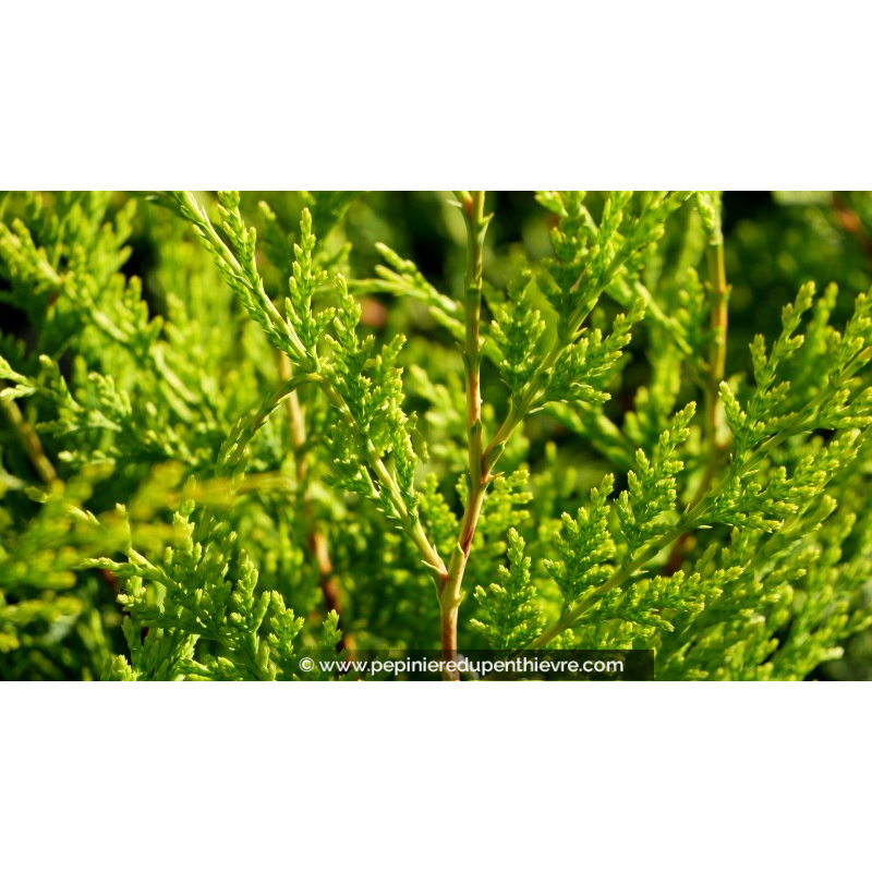 CUPRESSOCYPARIS leylandii 'Castlewellan Gold'