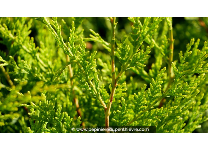 CUPRESSOCYPARIS leylandii 'Castlewellan Gold'