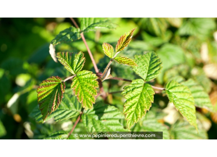FRAMBOISIER 'Malling Promise' FRAMBOISIER 'Malling Promise'