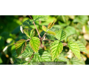 FRAMBOISIER 'Malling Promise' FRAMBOISIER 'Malling Promise'