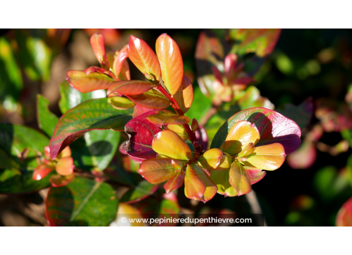 LAGERSTROEMIA indica 'Braise d'été'®