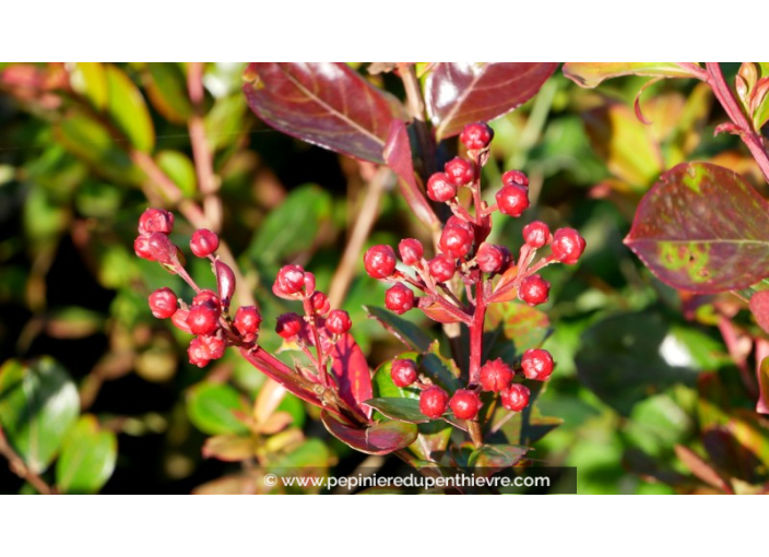 LAGERSTROEMIA indica 'Braise d'été'®