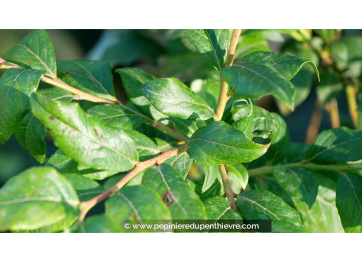 MYRTILLIER 'Blue Crop'