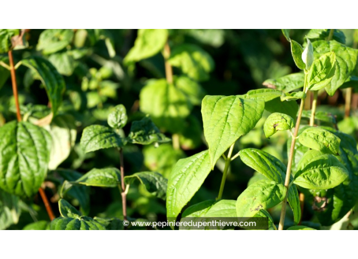 PHILADELPHUS 'Snowflake'