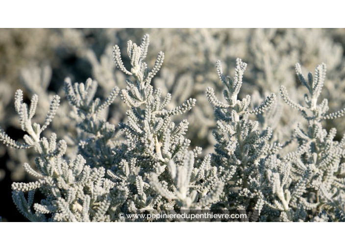 SANTOLINA chamaecyparissus